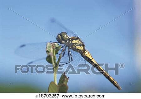 Dragonfly View Large Photo Image Stock Photo - Dragonfly. Fotosearch