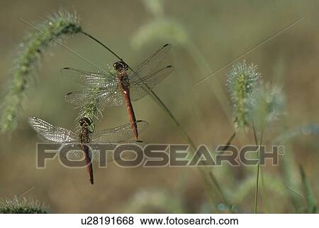 Stock Photo - Dragonfly. Fotosearch