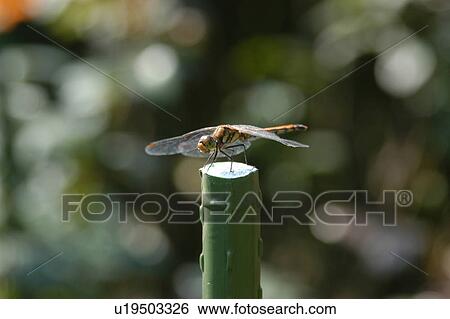 Stock Photograph - Dragonfly. Fotosearch