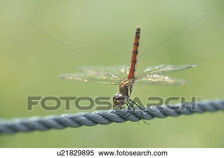 Stock Photography - Dragonfly. Fotosearch