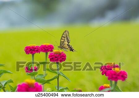Flower And A Butterfly View Large Photo Image Picture - Flower And A Butterfly. Fotosearch