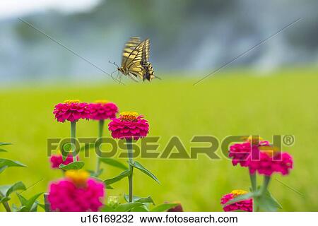 Stock Image - Flower And A Butterfly. Fotosearch