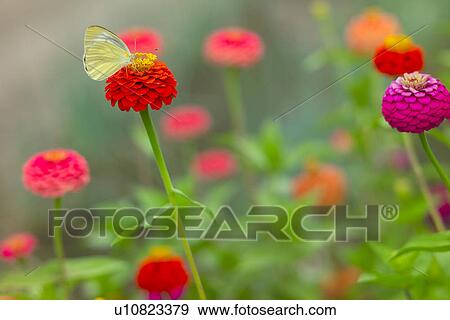 Flower And A Butterfly View Large Photo Image Stock Photo - Flower And A Butterfly. Fotosearch