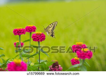 Flower And A Butterfly View Large Photo Image Stock Photo - Flower And A Butterfly. Fotosearch