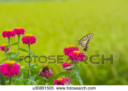 Flower And A Butterfly View Large Photo Image Stock Photography - Flower And A Butterfly. Fotosearch