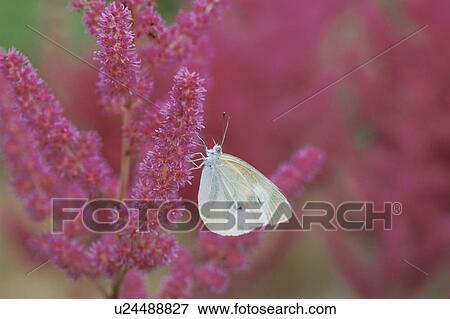 Flower And A Cabbage White View Large Photo Image Stock Photo - Flower And A Cabbage White. Fotosearch