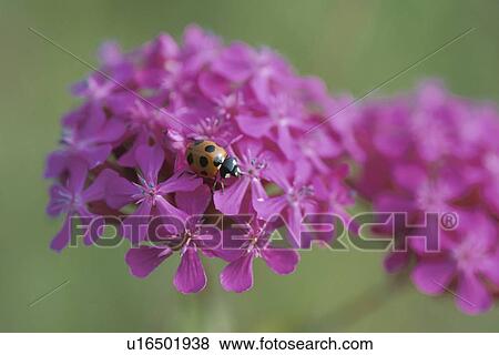 Stock Photo - Flower And A Ladybug. Fotosearch