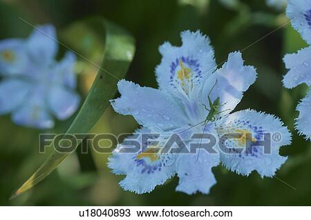 Stock Image - Flower. Fotosearch
