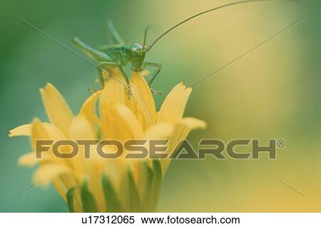 Stock Photography - Grasshopper On Dandelion. Fotosearch