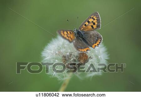 Hairstreak Butterfly View Large Photo Image Stock Image - Hairstreak Butterfly. Fotosearch
