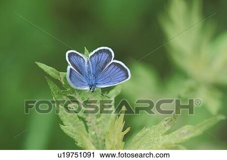 Hairstreak View Large Photo Image Stock Image - Hairstreak. Fotosearch
