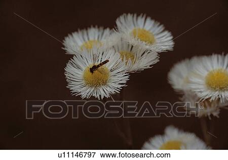 Insect On Daisy View Large Photo Image Stock Photo - Insect On Daisy. Fotosearch