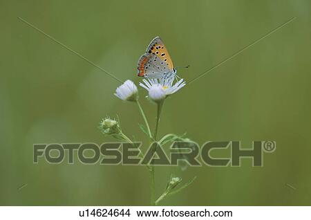 Picture - Insect. Fotosearch
