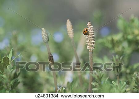Insect View Large Photo Image Picture - Insect. Fotosearch