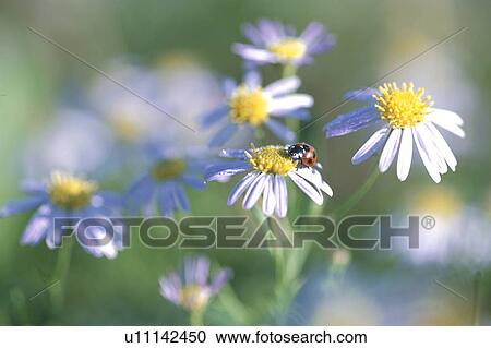 Insect View Large Photo Image Stock Image - Insect. Fotosearch