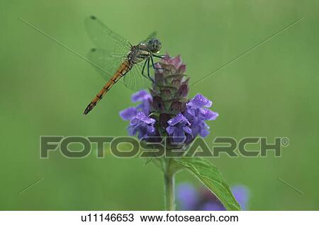 Stock Image - Insect. Fotosearch