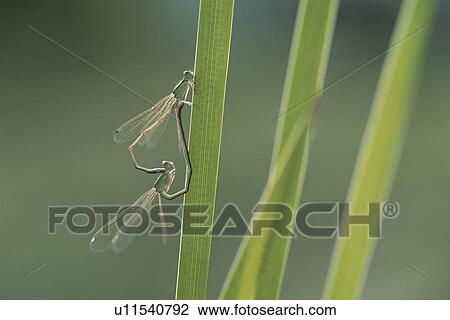 Stock Image - Insect. Fotosearch