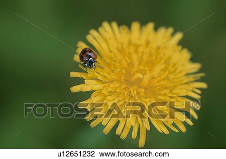 Stock Image - Insect. Fotosearch