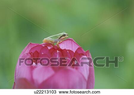 Insect View Large Photo Image Stock Image - Insect. Fotosearch