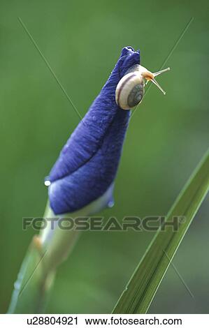 Insect View Large Photo Image Stock Image - Insect. Fotosearch
