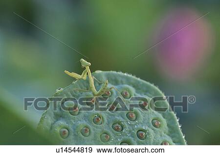 Insect View Large Photo Image Stock Photo - Insect. Fotosearch