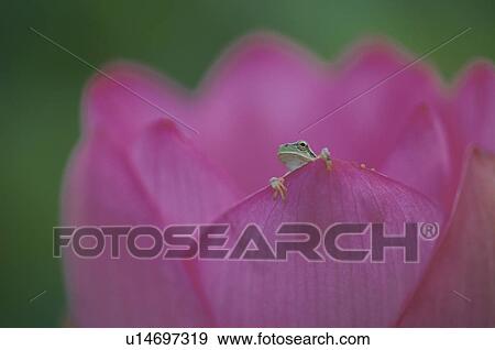 Insect View Large Photo Image Stock Photo - Insect. Fotosearch
