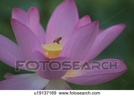 Insect View Large Photo Image Stock Photo - Insect. Fotosearch