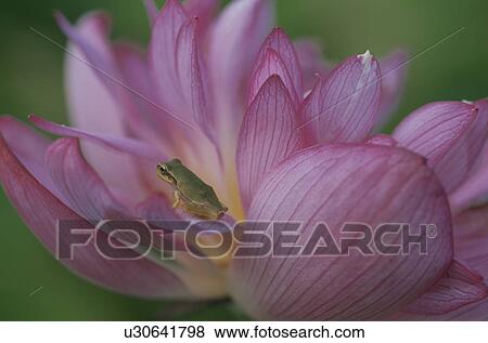 Insect View Large Photo Image Stock Photo - Insect. Fotosearch