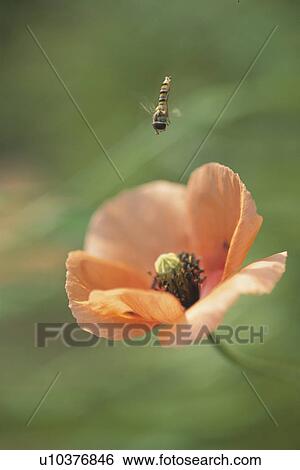 Stock Photograph - Insect. Fotosearch
