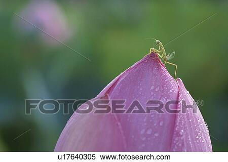 Insect View Large Photo Image Stock Photography - Insect. Fotosearch