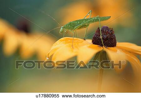 Katydid On Yellow Flower View Large Photo Image Stock Photography - Katydid On Yellow Flower. Fotosearch