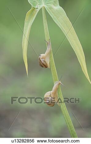 Land Snail View Large Photo Image Stock Photograph - Land Snail. Fotosearch