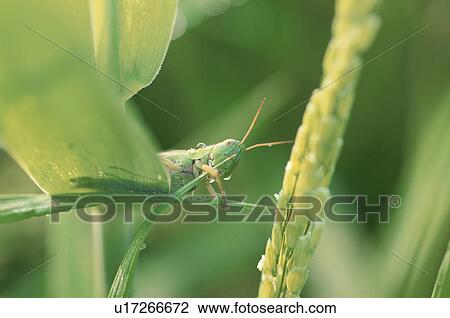 Stock Image - Locust. Fotosearch