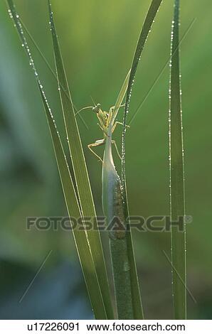 Mantis View Large Photo Image Stock Image - Mantis. Fotosearch