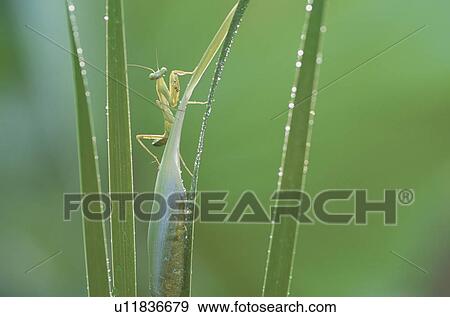 Mantis View Large Photo Image Stock Photo - Mantis. Fotosearch