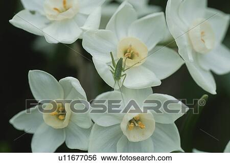 Narcissus View Large Photo Image Stock Photograph - Narcissus. Fotosearch