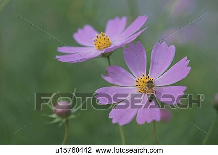 Pink Cosmos Flowers View Large Photo Image Stock Image - Pink Cosmos Flowers. Fotosearch