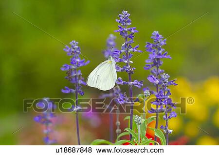 Salvia And A Butterfly View Large Photo Image Stock Photo - Salvia And A Butterfly. Fotosearch