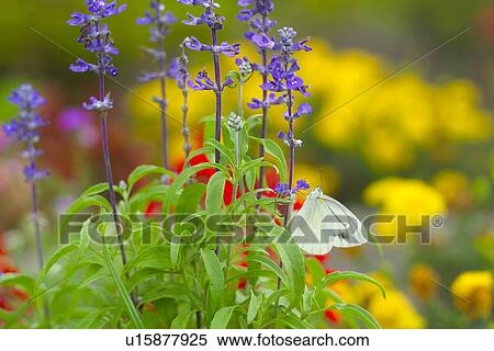 Salvia And A Butterfly View Large Photo Image Stock Photography - Salvia And A Butterfly. Fotosearch