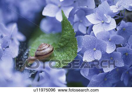 Snail On Hydrangea View Large Photo Image Stock Photograph - Snail On Hydrangea. Fotosearch