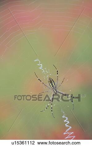 Stock Image - Spider. Fotosearch