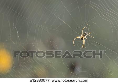 Spider View Large Photo Image Stock Photo - Spider. Fotosearch