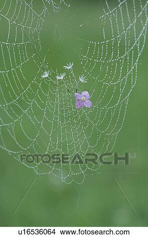 Spider Web View Large Photo Image Picture - Spider Web. Fotosearch
