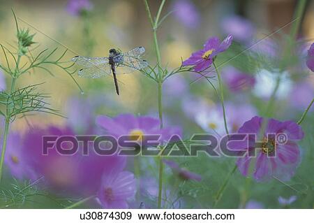 Stock Photo - The Dragonfly Rest On Cosmos. Fotosearch