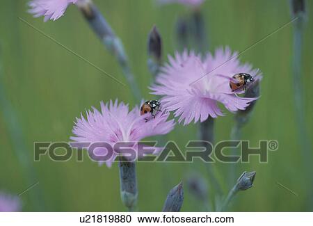 Stock Image - The Flower And Ladybug Of A Pink. Fotosearch