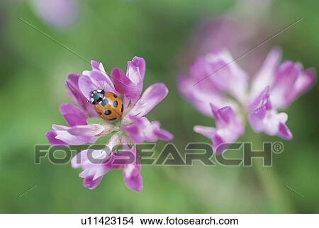 Picture - The Flower Of A Lotus Flower. Fotosearch