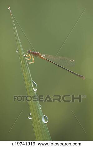 Thread Dragonfly View Large Photo Image Stock Photo - Thread Dragonfly. Fotosearch