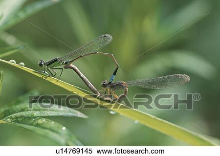 Thread Dragonfly View Large Photo Image Stock Photography - Thread Dragonfly. Fotosearch