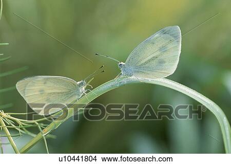 White Butterfly View Large Photo Image Picture - White Butterfly. Fotosearch