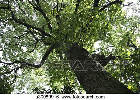Stock Photograph - Atree Looked Up At From The Bottom. Fotosearch